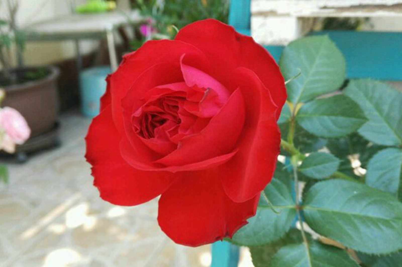 灌木月季茶花女