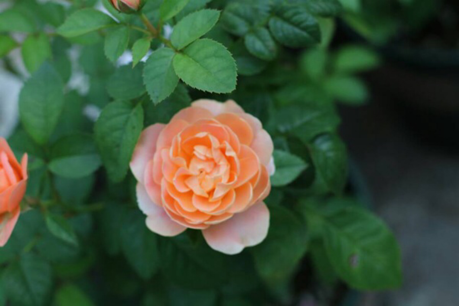 灌木月季微月果汁阳台月季