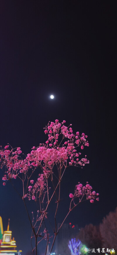 月亮鲜花图片大全图片