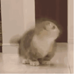 250_250gif 动态图 动图
