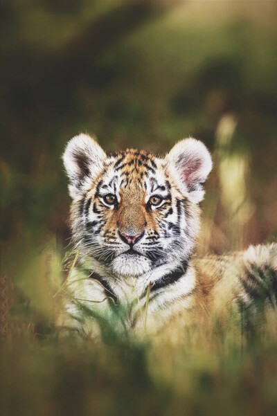 可爱动物动图 - 堆糖,美图壁纸兴趣社区