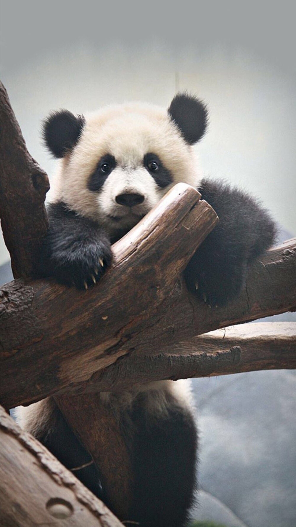 大熊猫图源微博 