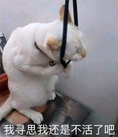 我寻思我还是不活了吧 表情包 猫咪宠物可爱搞笑