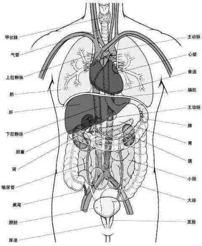 男士腹部内脏分布图图片