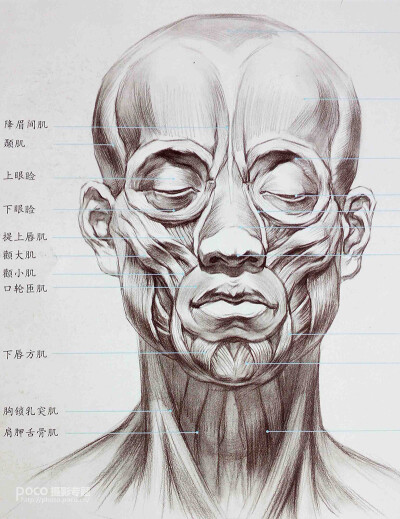 人体头部结构图真实图片