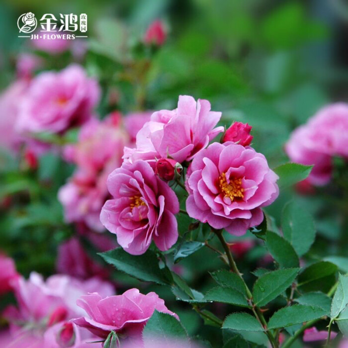 藤本月季紫晶巴比伦(荷兰)