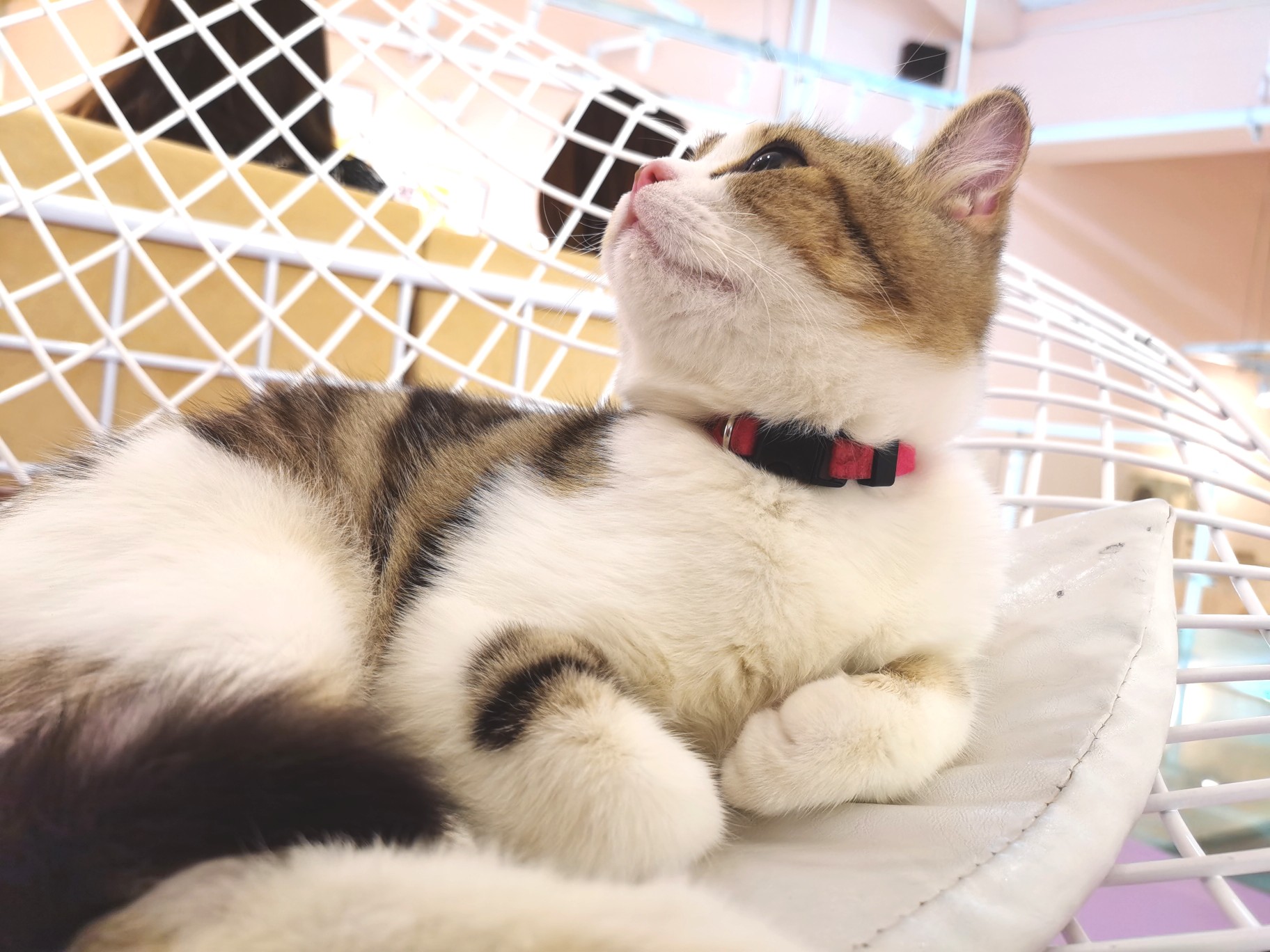 猫猫- 堆糖,美图壁纸兴趣社区