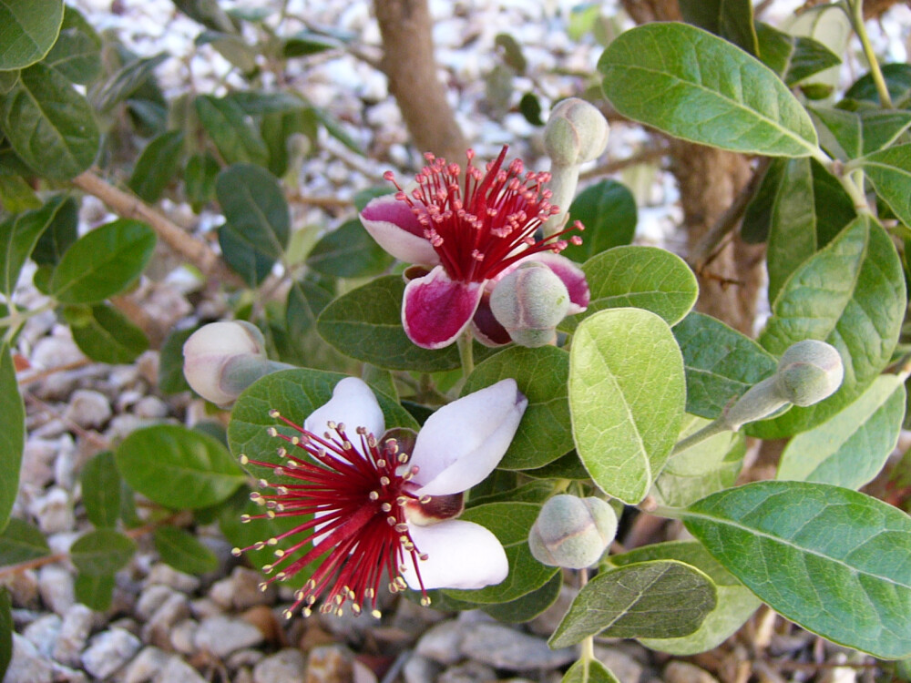 桃金娘科,野凤榴属,菲油果 acca sellowiana