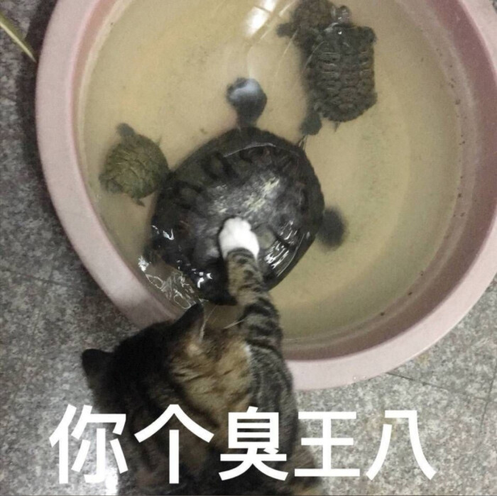 你个臭王八
