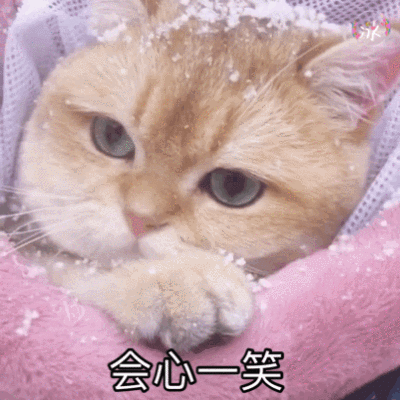 头像金渐层