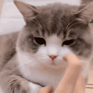小猫蹭蹭表情包动图图片