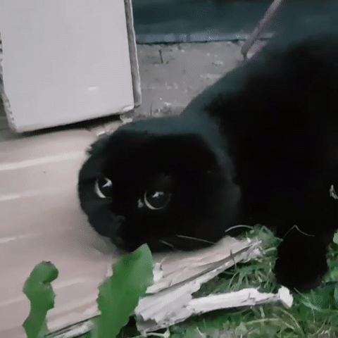 黑猫踹鸭子gif图片