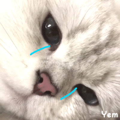 流泪猫猫头表情包动图图片
