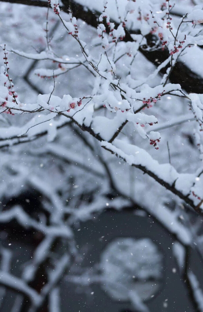 雪景