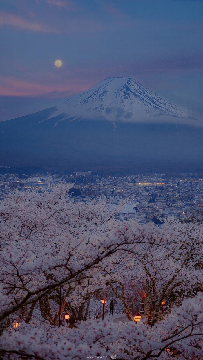 富士山脚下的樱花图片