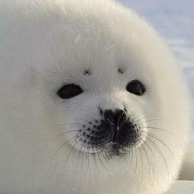小海豹头像可爱图片