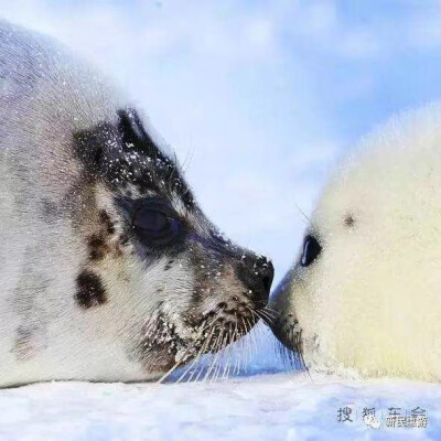 小海豹回头表情包图片