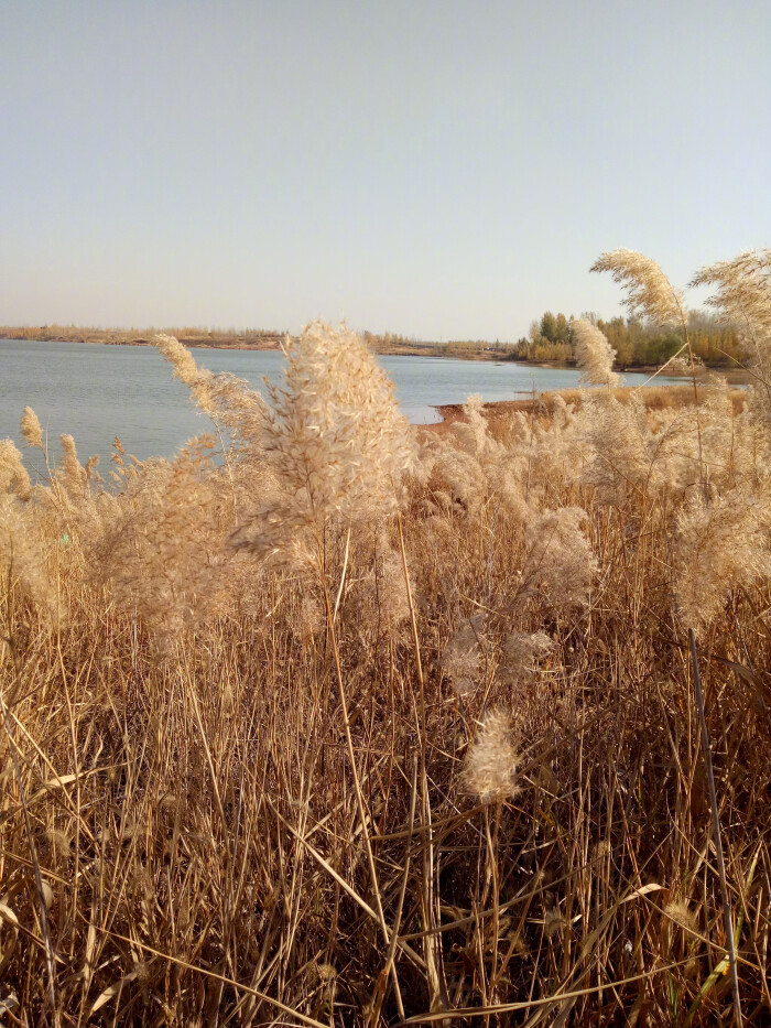 武汉汉口江滩芦荻花开# 我们水库边的荻花也开了,皎然曾说:"波上荻花