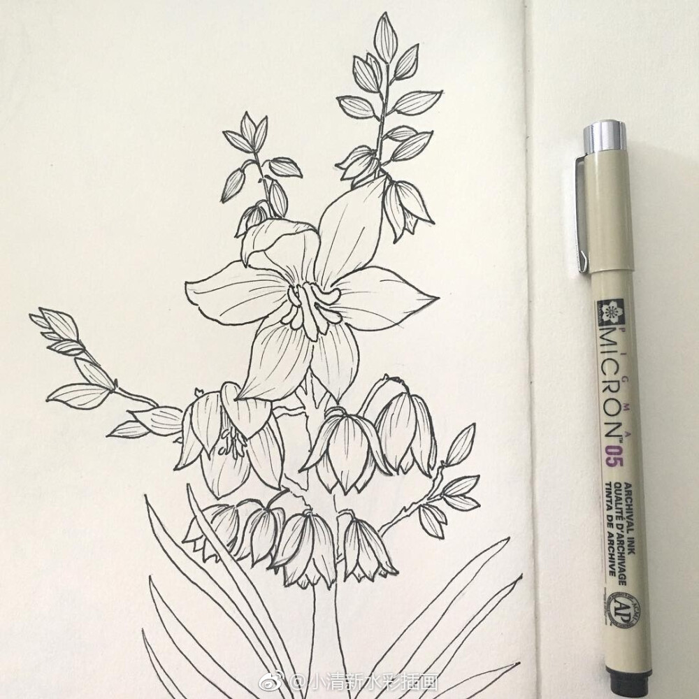 一组花卉黑白线描画