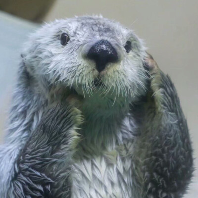 海獭手绘