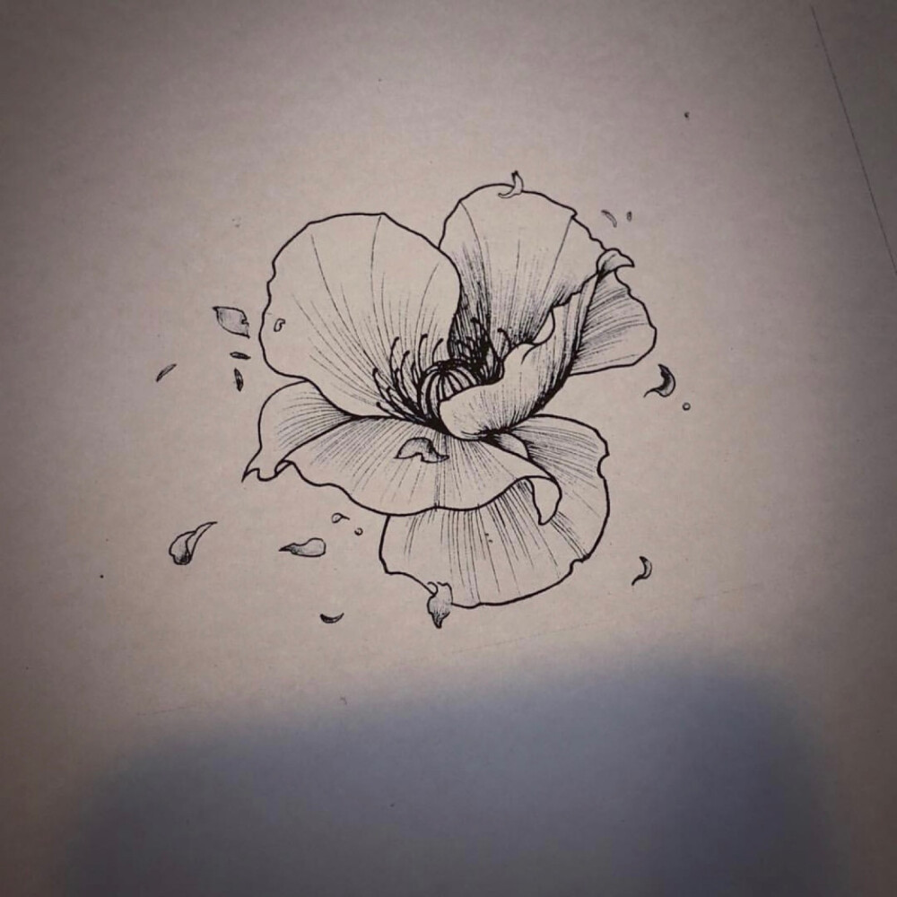 罂粟花手稿图片