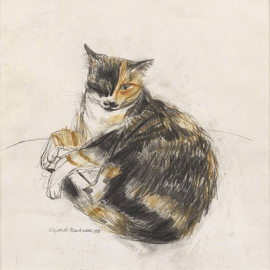 来自英国画家 elizabeth blackadder 画笔下的猫 