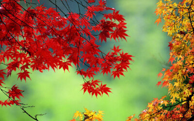 1,北京香山红叶节赏枫时间:10月12日至11月6日,最佳10月下旬;2,苏州
