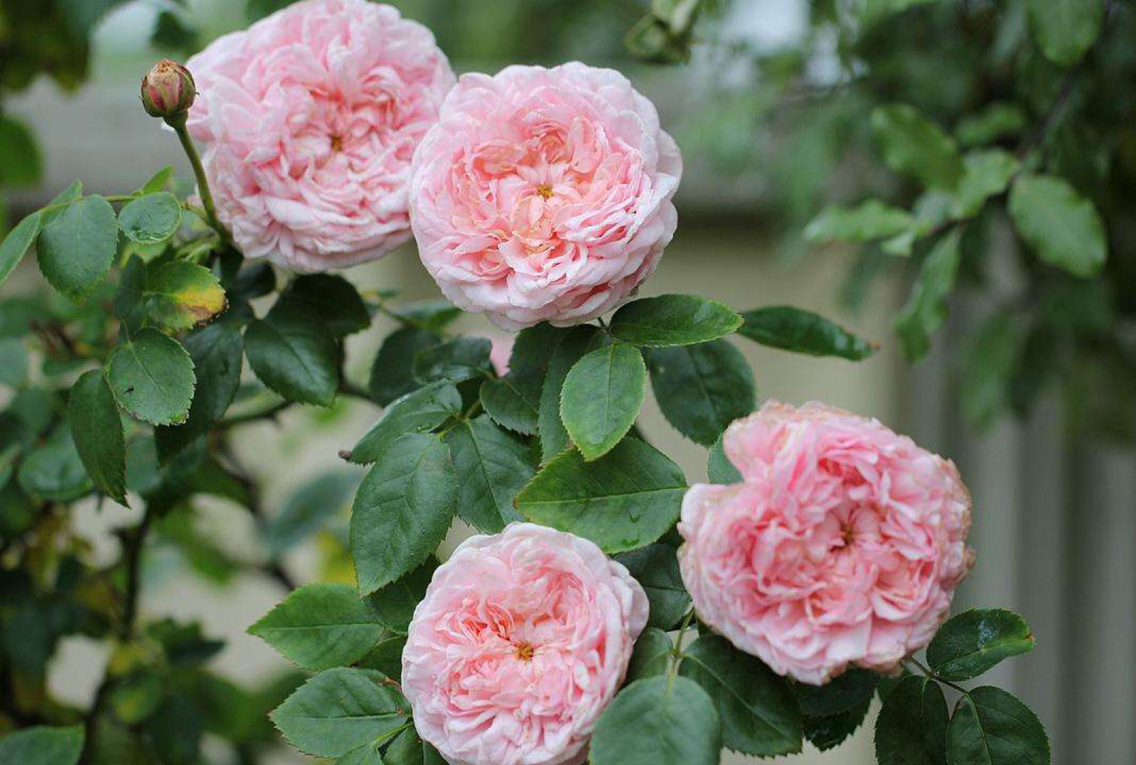 藤本月季圣斯威辛(英国)