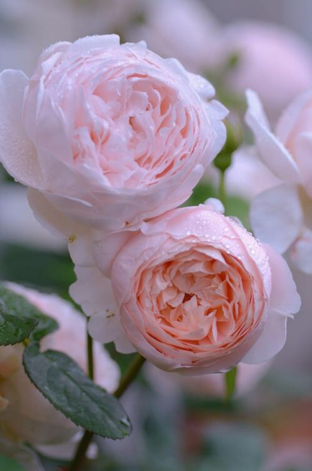 藤本月季圣斯威辛英国