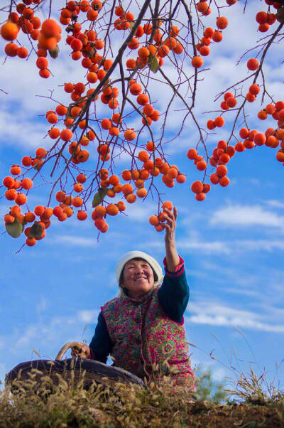 柿如意