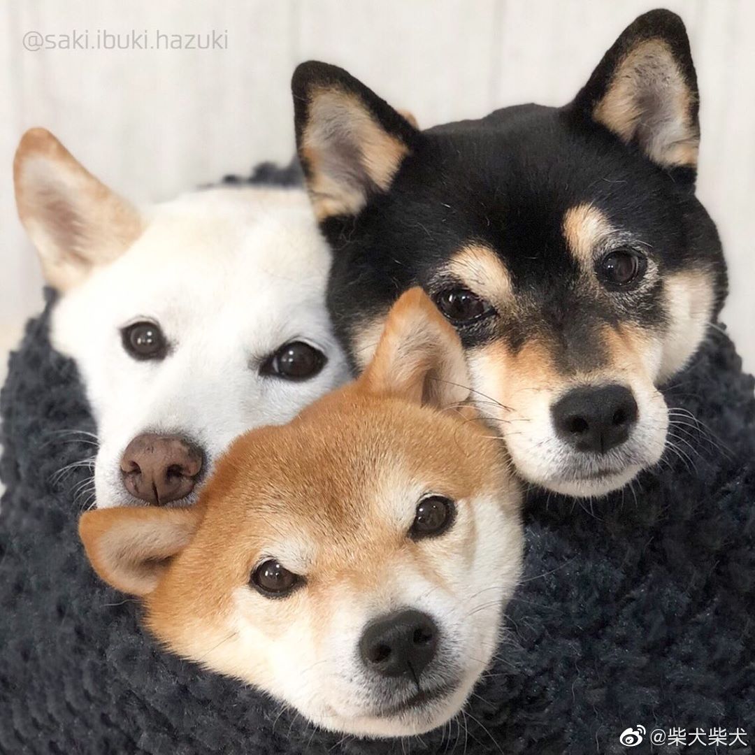 逐渐清醒的地狱三头犬 instagram:sakiibukihazuki