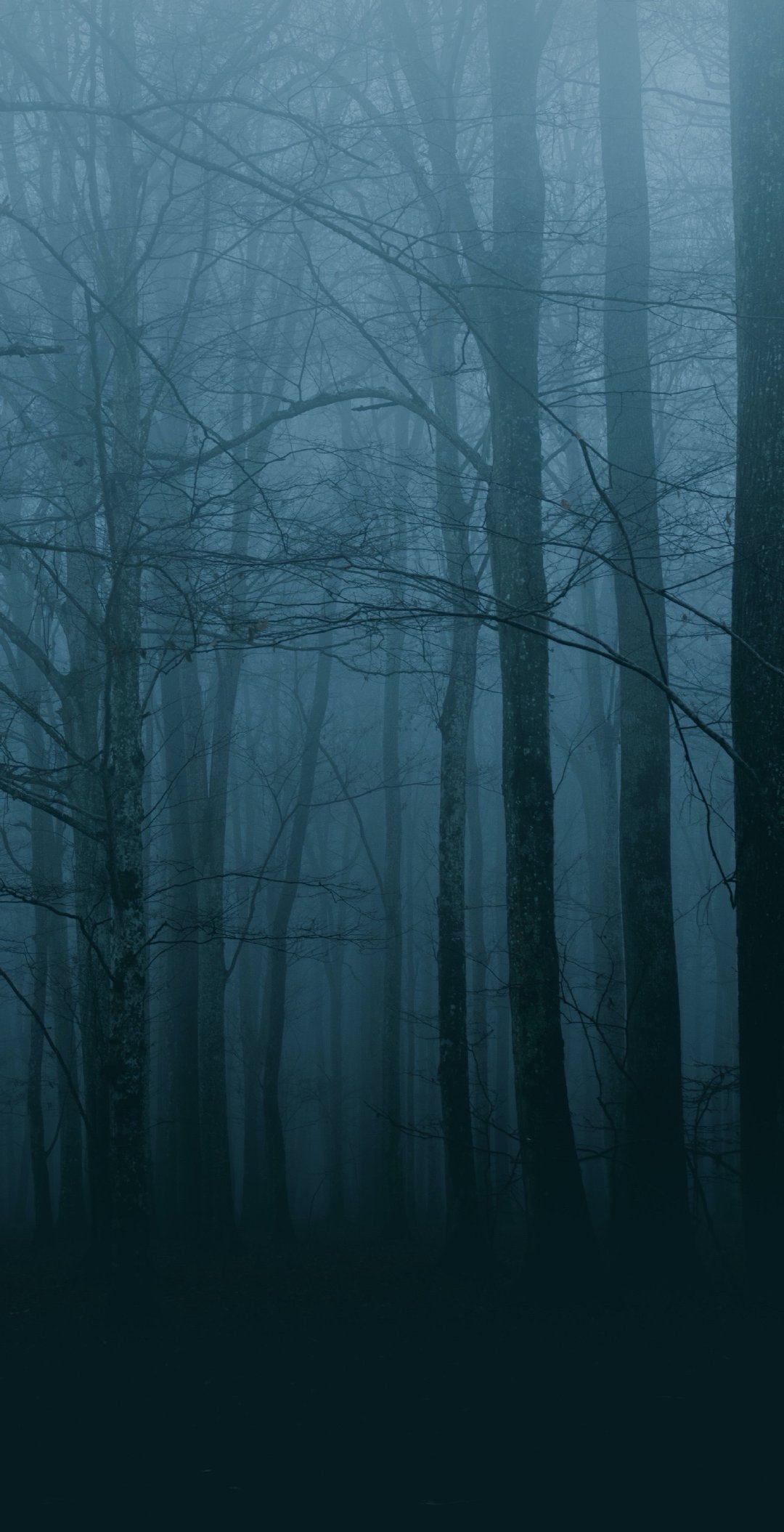 迷雾中的森林! 