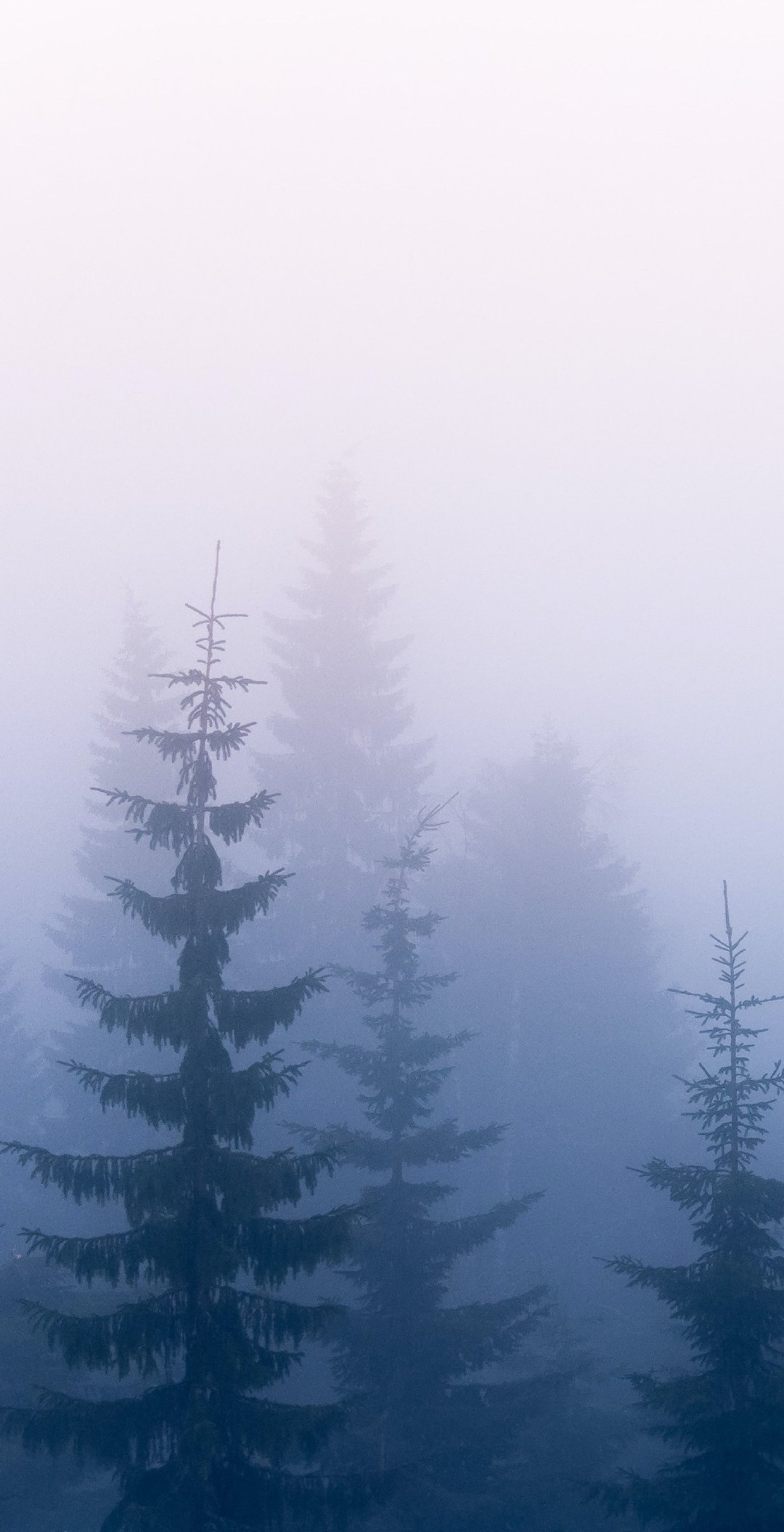 迷雾中的森林!