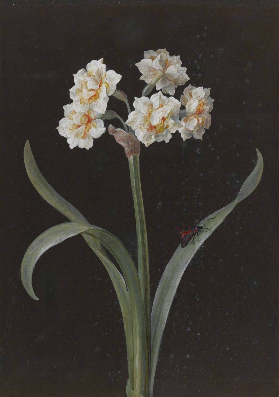 18世纪德国画家barbara regina dietzschc笔下的植物肖像.