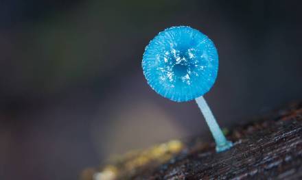 mycena interrupta(炫蓝蘑菇,俗称"精灵的梧桐,产于澳大利亚塔斯马