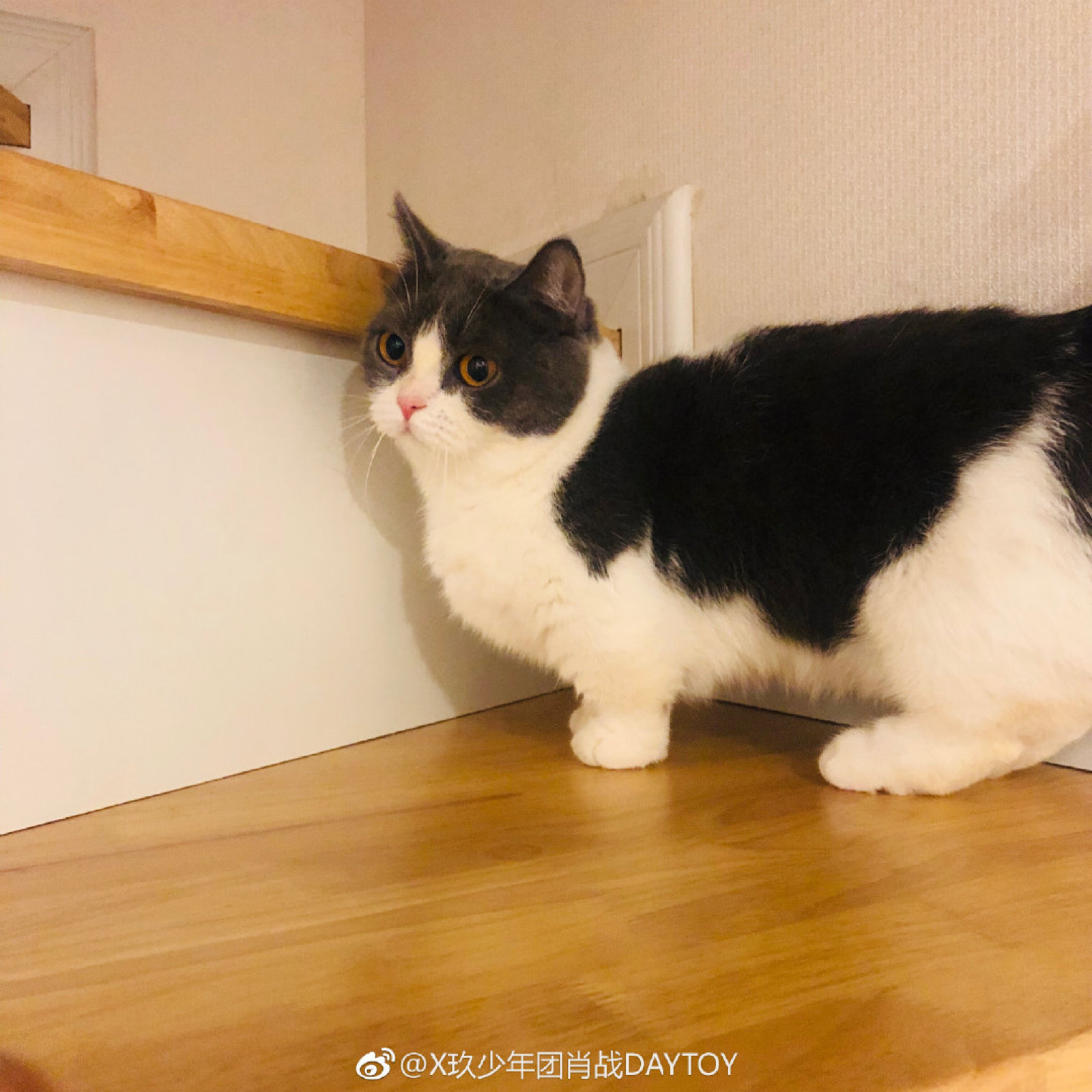 肖战的坚果
