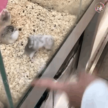 仓鼠
