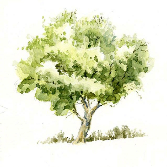大树水彩画简单图片