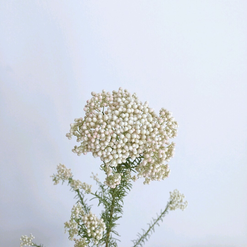 小米花