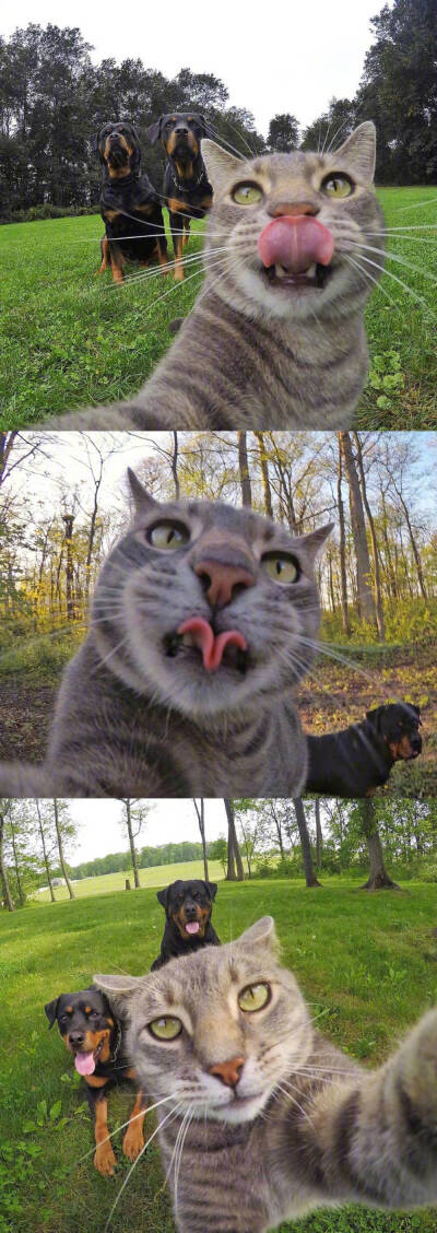 一只喜欢用gopro相机自拍的猫猫