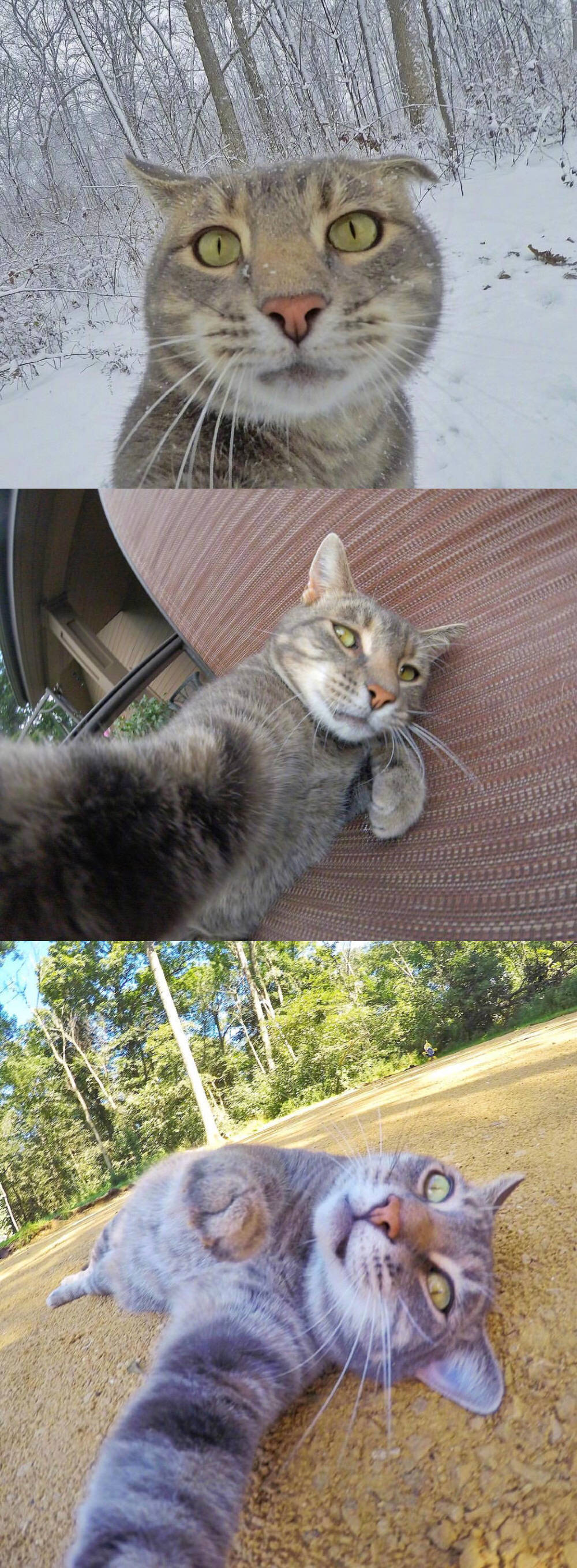 一只喜欢用gopro相机自拍的猫猫