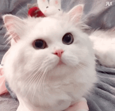 猫咪问号表情包动态图图片