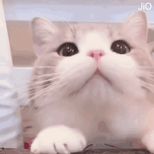 可可爱爱 猫咪表情包
