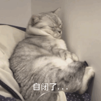可可爱爱 猫咪表情包