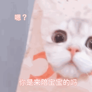 可可爱爱 猫咪表情包