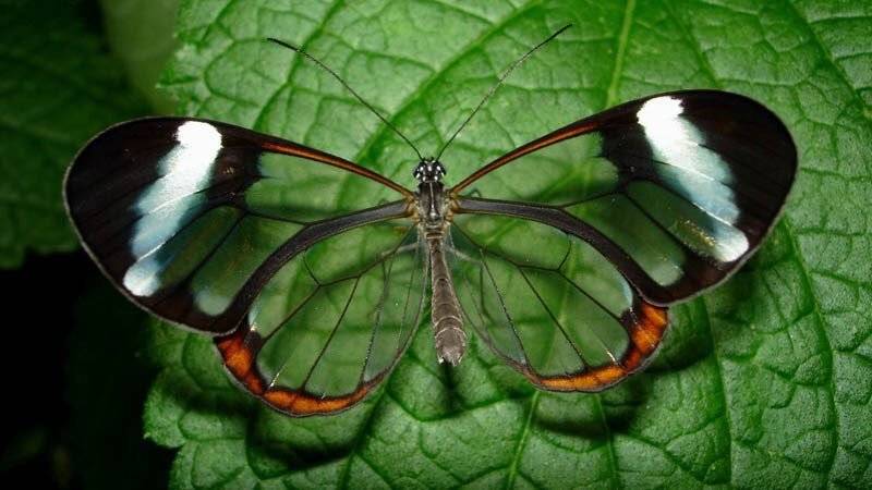 玻璃翼蝴蝶 glasswing butterfly 