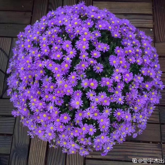姬小菊是淡紫色的小菊花,春秋两季开花,夏天温度合适也能开,从春天4月