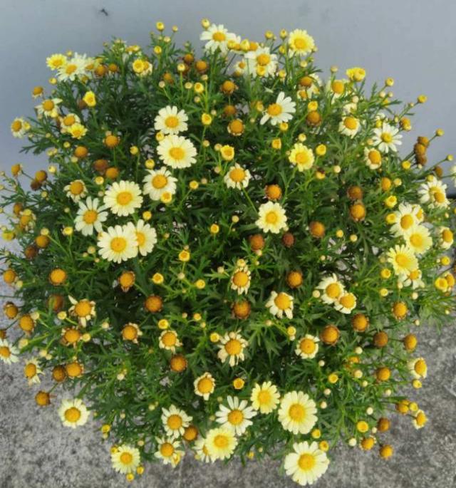 玛格丽特原名木茼蒿,因为它的叶片长得很像茼蒿,它是一种小灌木,最高