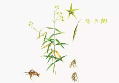 为萝藦科植物徐长卿cynanchumpaniculatum(bunge)kitag.