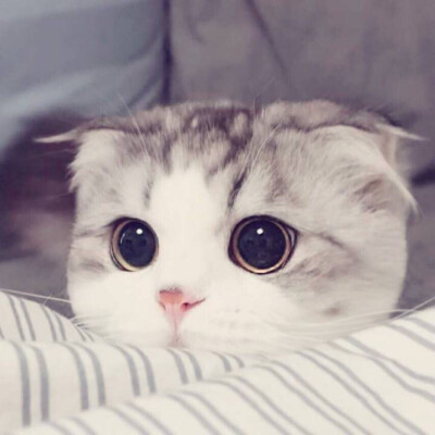 来一啵温柔的猫鸭